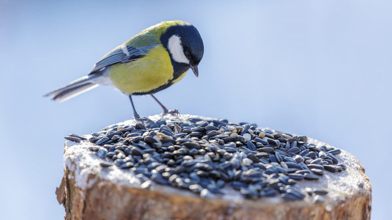 bird eating seeds perched on wood