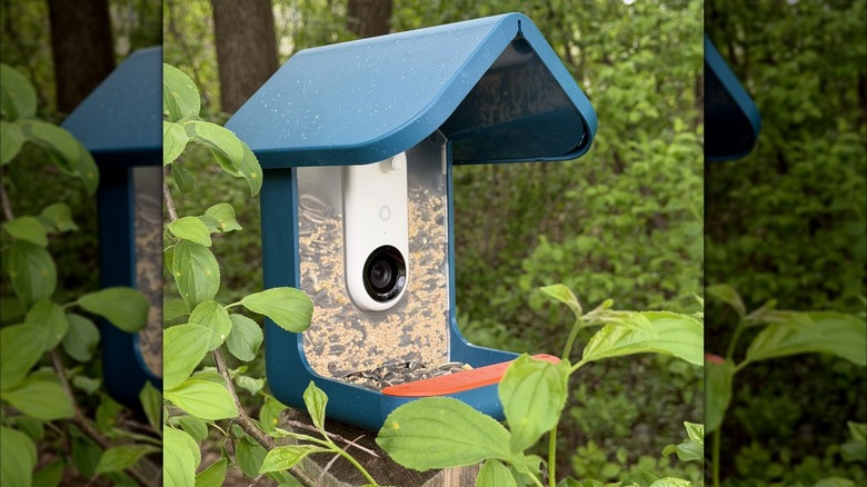 smart bird feeder placed in foliage and plants in a yard