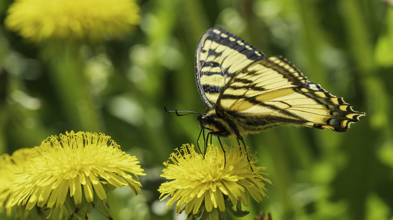 Close up of a swallowtail butterfly on a yellow flower.