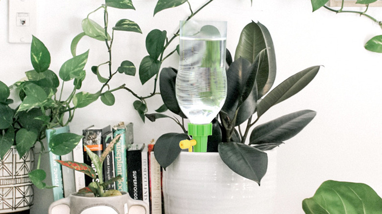 The Labota Self Watering Spike in a potted plant inside a house