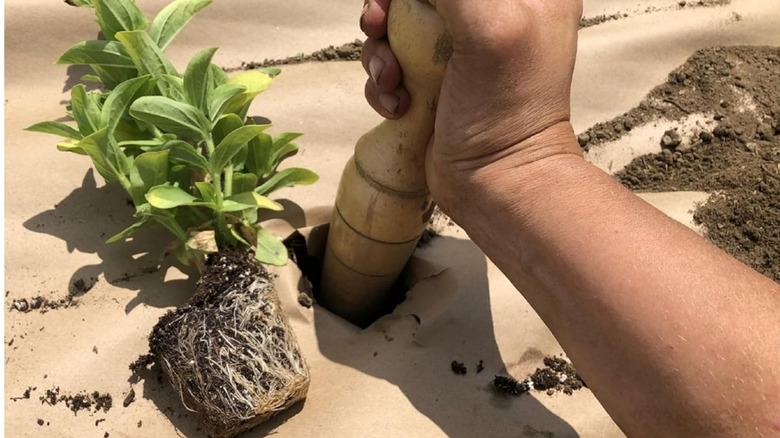 Gardener making a hole in jute matting for planting