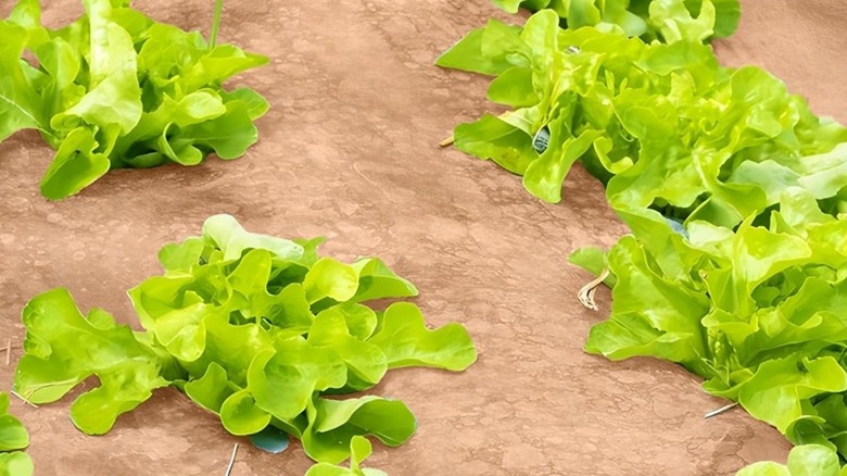 Lettuces planted under jute to prevent weeds growing