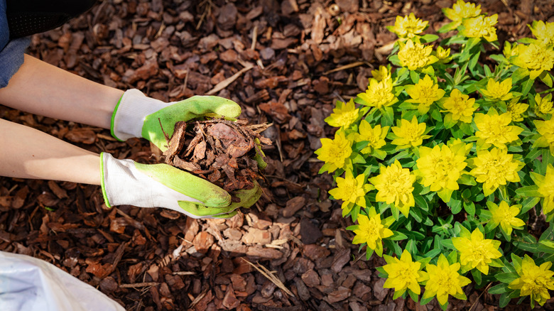 Adding wood chips to a garden bed to suppress weeds
