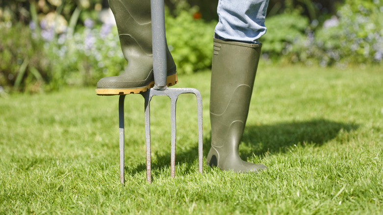 A person aerating a lawn with a garden fork