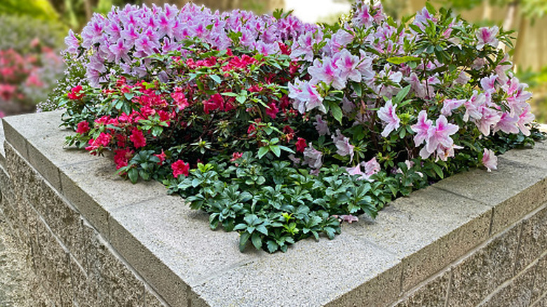 A variety of color flowers inside a simple square concrete block container garden