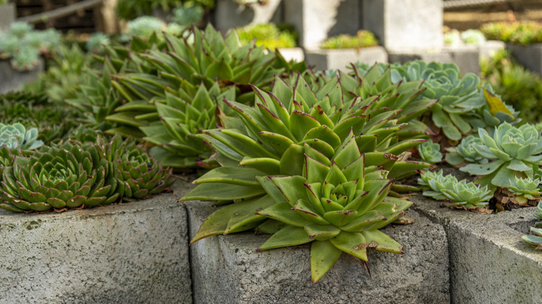 Concrete blocks planter with succulents