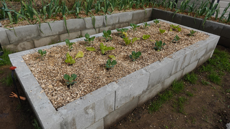 Large planter made from concrete blocks