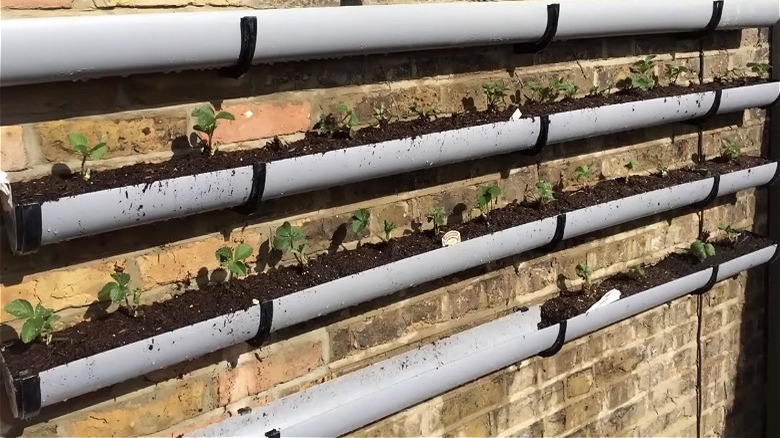 Four rows of gutter planters with small plants growing