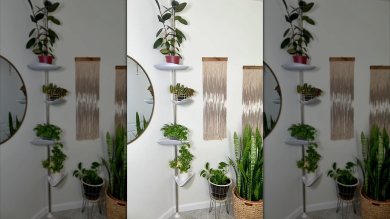 houseplants displayed on shower caddy