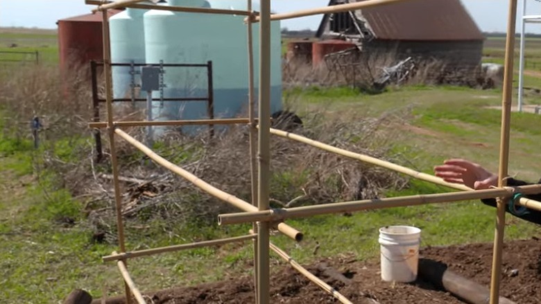 The completed bamboo trellis tomato cage in a field with water tanks and an old shed in the background