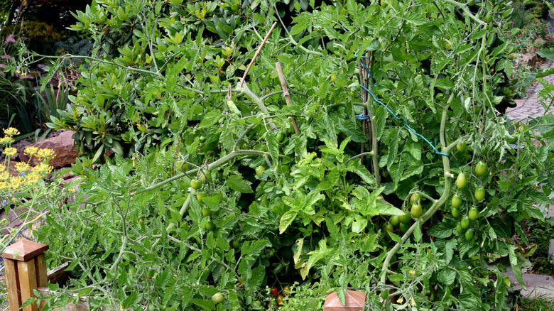 A large tomato plant that's outgrown its traditional cage and is sprawling everywhere