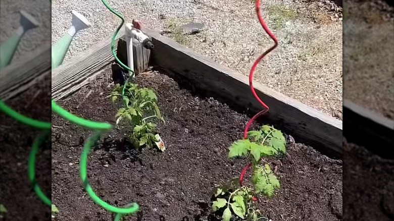 twisted plant stakes from lowes