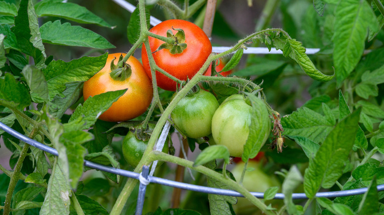 tomato vines supported by a wire cage