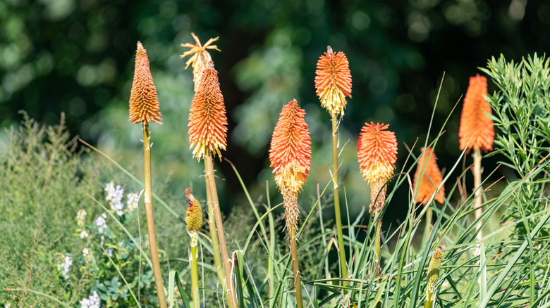 closeup of torch lilies in bloom during the summer
