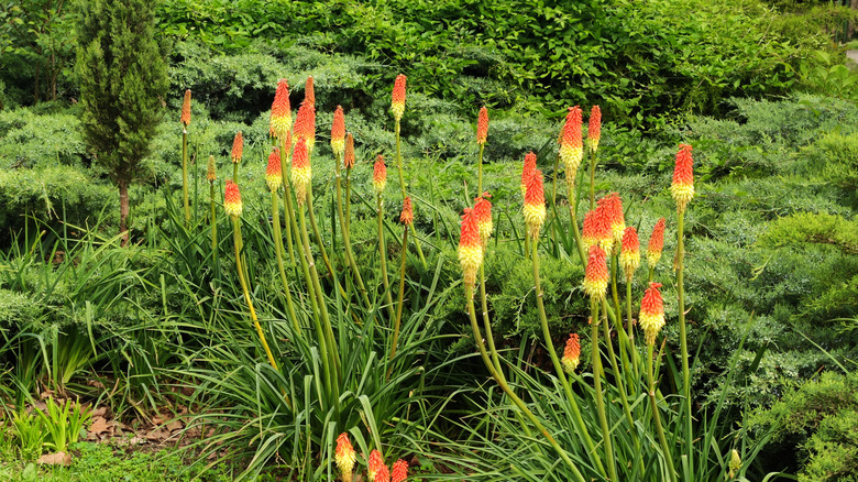 A group of torch lilies (or red hot poker plants) blooming