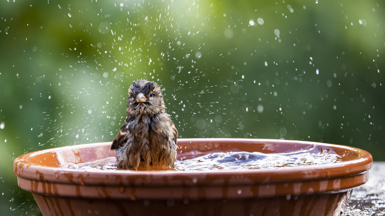 bird in a birdbath