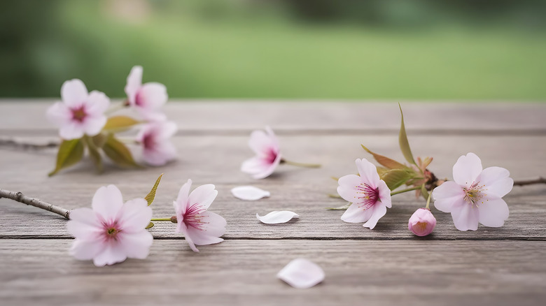 Cherry blossoms scattered on a picnic table