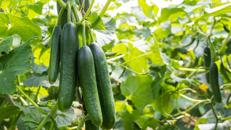 cluster of cucumber fruits