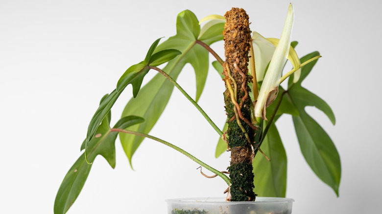 houseplant with a moss pole