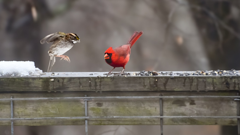 Red cardinal and sparrow landing on porch railing to eat seeds in winter.