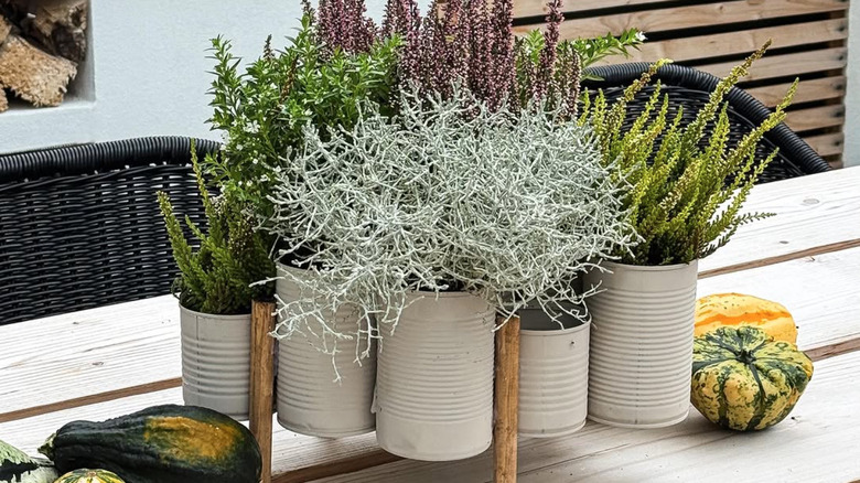 DIY tin can plant centerpiece on outdoor table