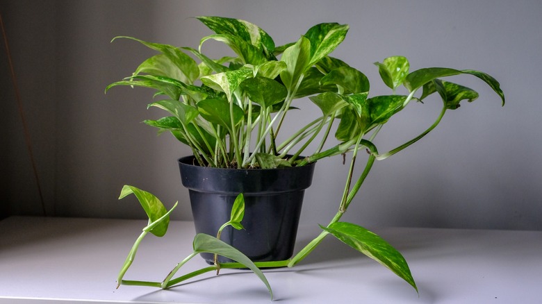 houseplant in black pot