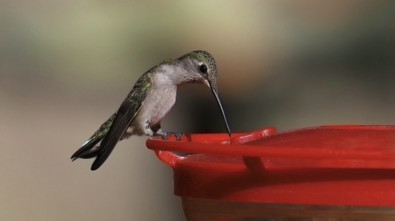 A hummingbird feeding from a hummingbird feeder