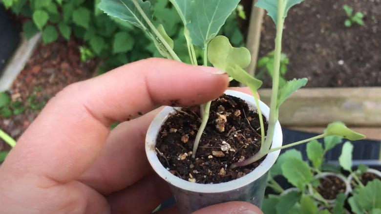 k-cup with seedling
