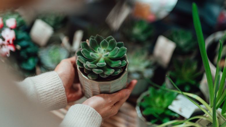 Someone tending to a succulent
