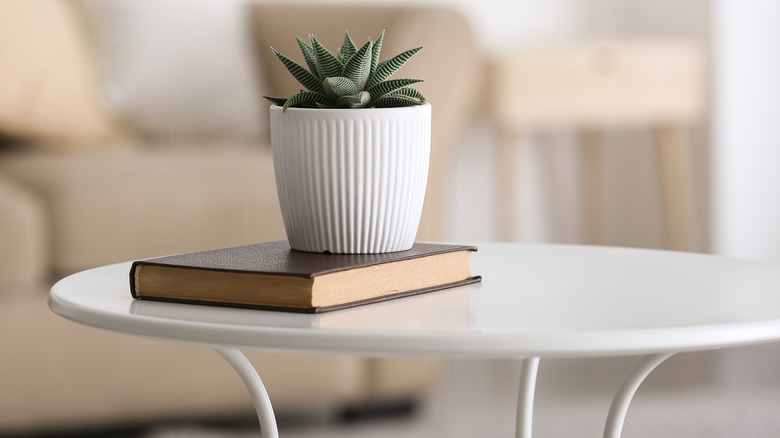 succulent and book on table