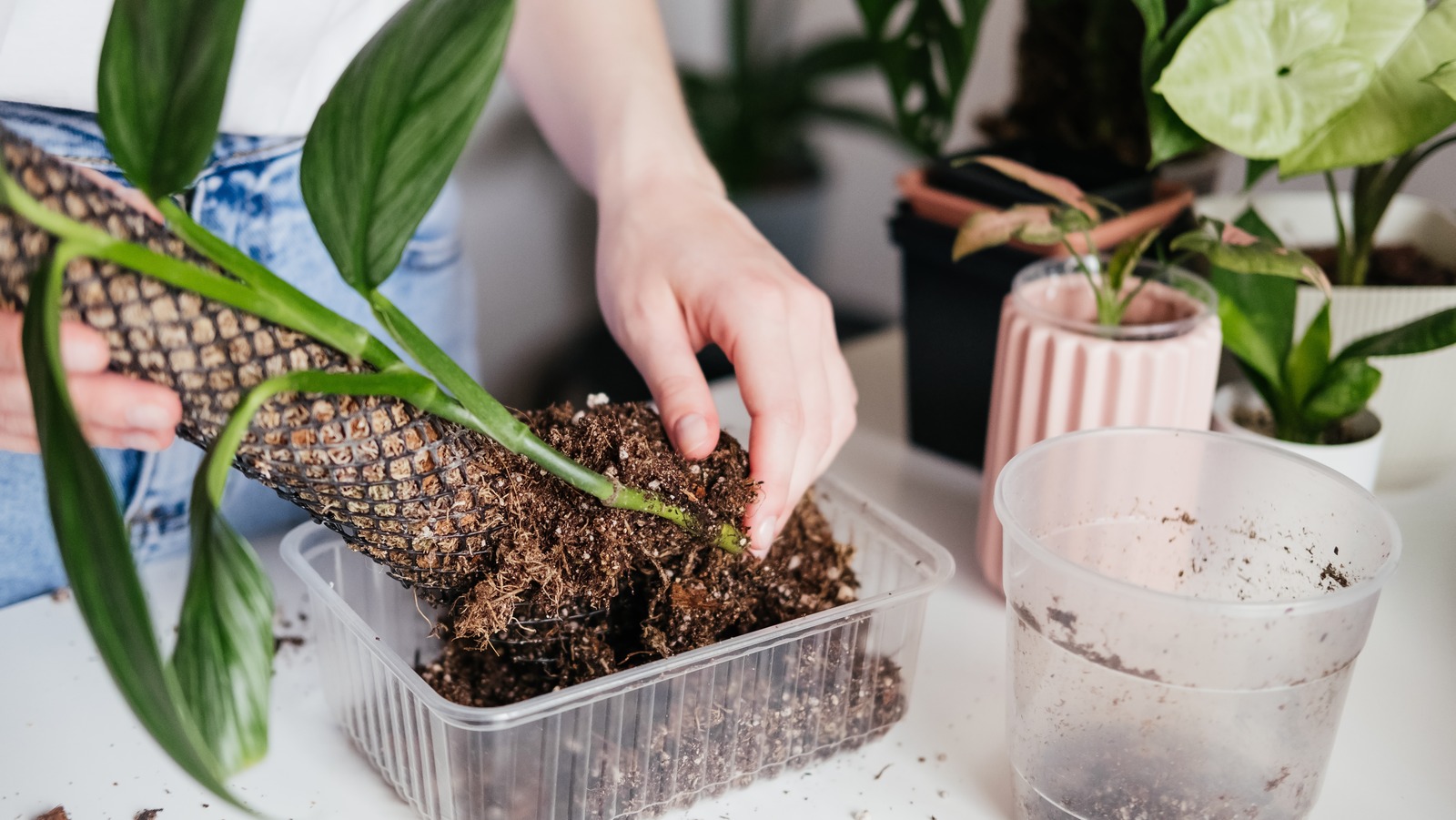 Say Goodbye to Droopy Plants with This DIY PVC Moss Pole