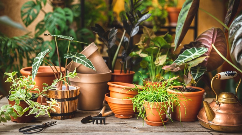 assortment of plants and pots