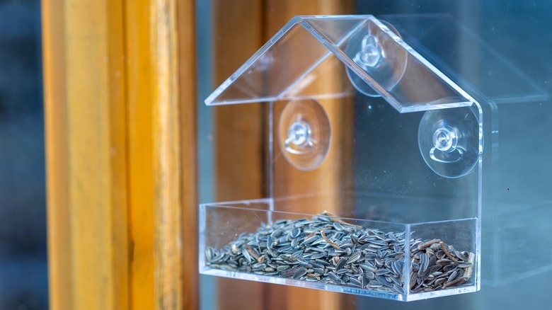 A transparent bird feeder filled with sunflower seeds
