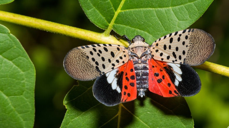 Spotted lanternfly on leaf