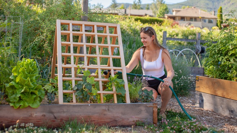 Woman watering garden trellis