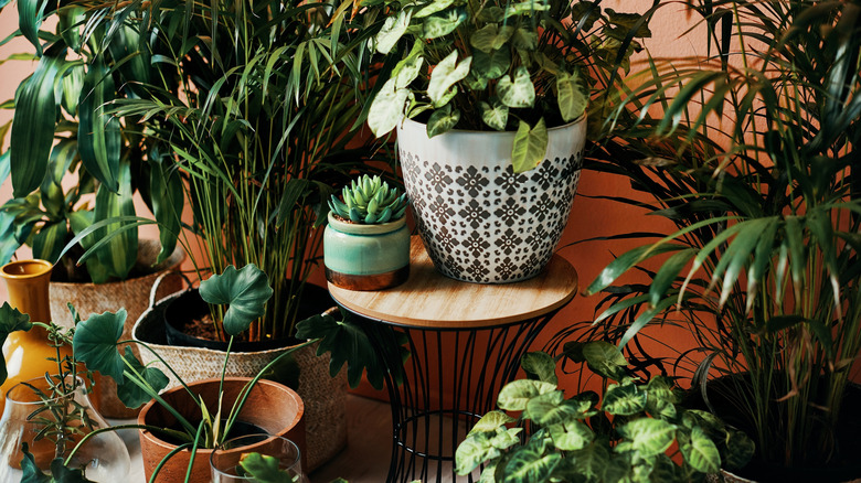 A variety of indoor potted plants placed on plant stands