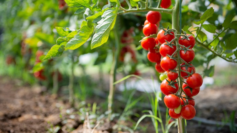 tomato plant 