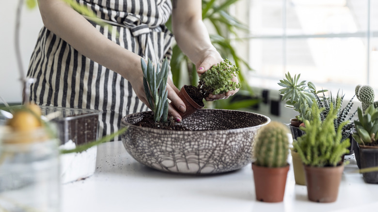 Gardener plants pot of succulents