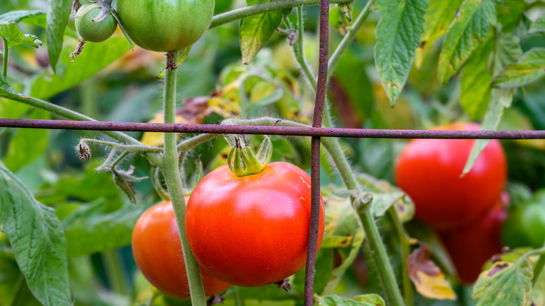 Tomatoes growing in a wire cage