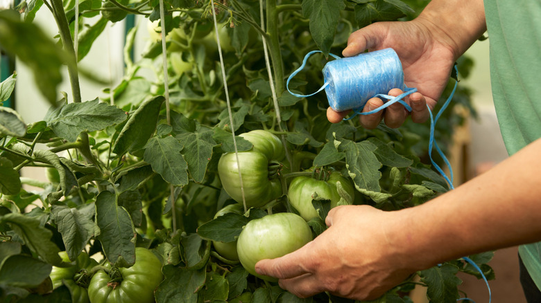 A gardener uses string to trellis tomatoes.