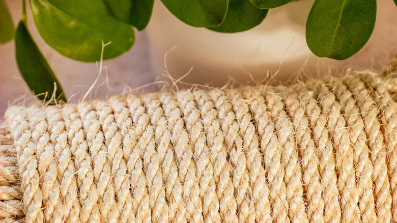 Roll of rope next to plants