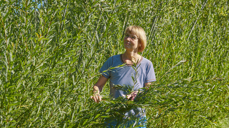 woman walking through willow branches