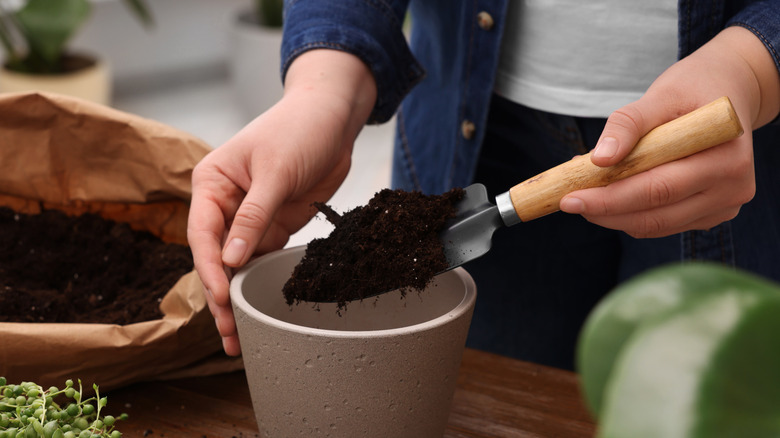 A person filling a small concrete planter with soil for repotting