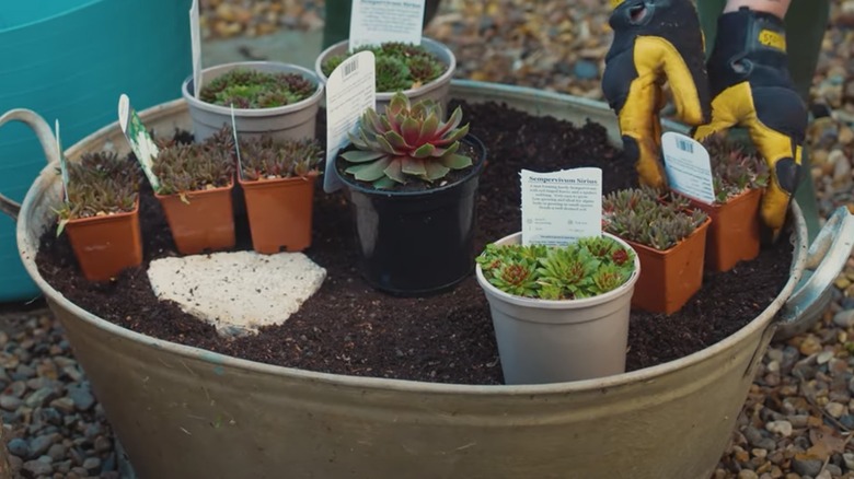 Steel bucket with soil and succulents