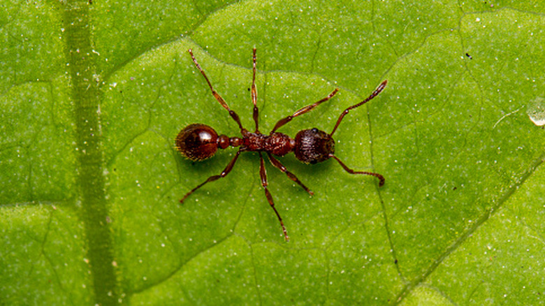 Ant on a leaf