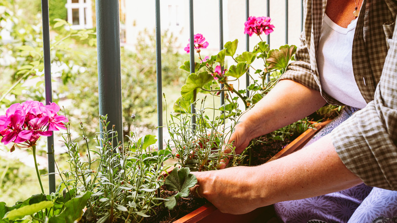 A person plants pink flowers in a box on a balcony