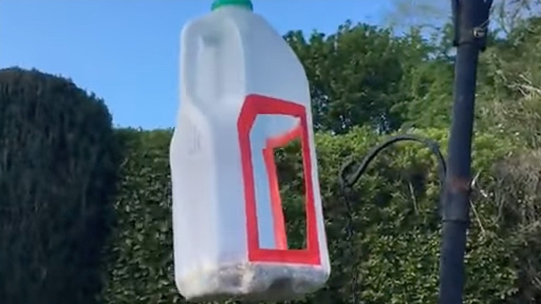 hanging milk bottle bird feeder
