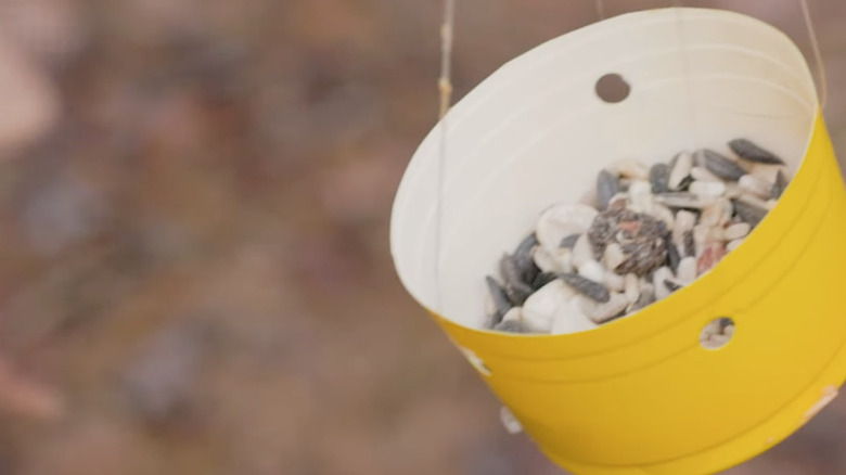 bird seed in plastic cup