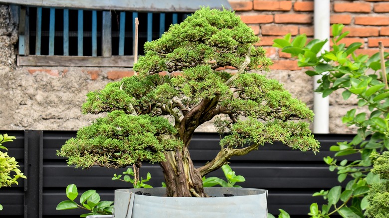 Bonsai tree outside of home