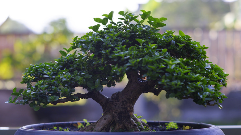 Bonsai tree in pot